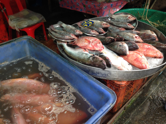 タイ朝市 魚