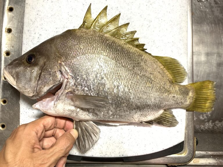 キビレ ヘダイ クロコショウダイ いえいえ ヒゲソリダイです 千葉県飯岡漁港 梅花丸釣行 今日は死ぬのにもってこいの日だ