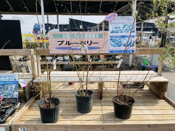 初心者用 初めてブルーベリー 鉢植え を育てるときに準備したものまとめ