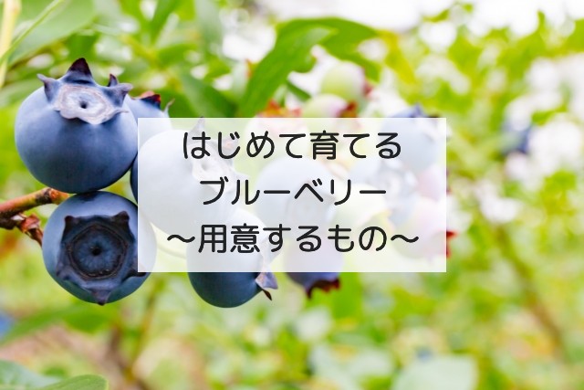 初心者用 初めてブルーベリー 鉢植え を育てるときに準備したものまとめ