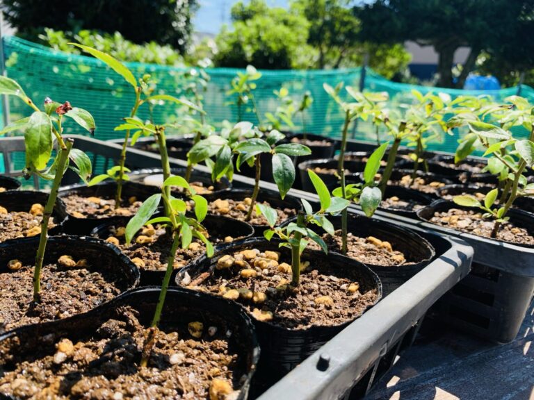 ブルーベリーの挿し木をポットに植え替え 今日は死ぬのにもってこいの日だ